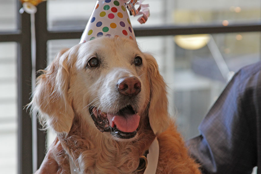 perro-rescate-11s-superviviente-16-cumpleanos-bretagne (3)