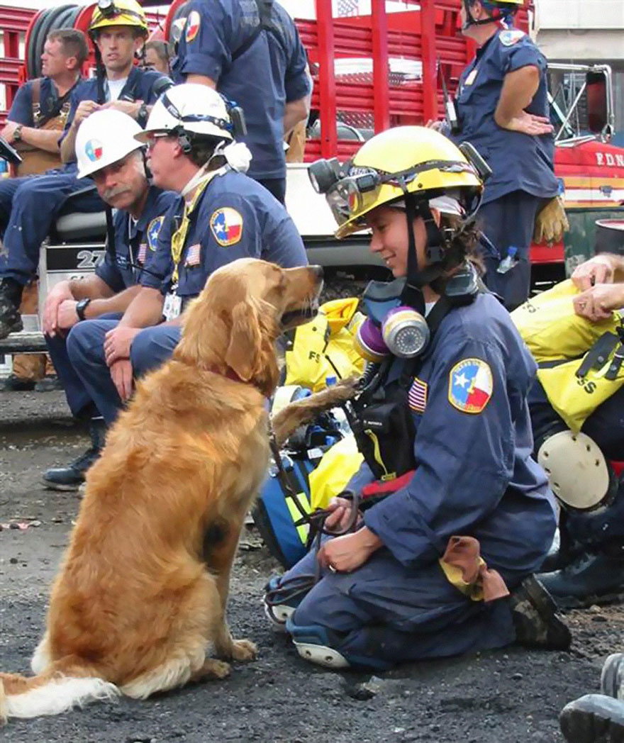 perro-rescate-11s-superviviente-16-cumpleanos-bretagne (5)