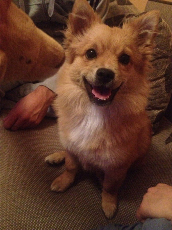 perros-sonrientes (1)