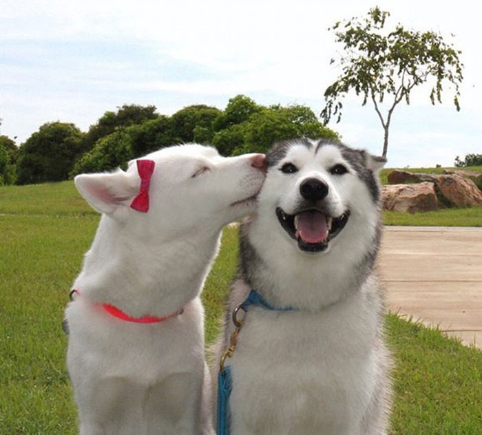 perros-sonrientes (11)