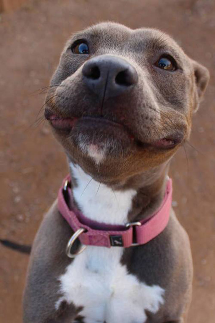perros-sonrientes (13)