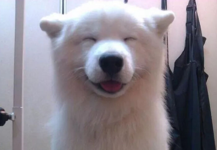 perros-sonrientes (14)