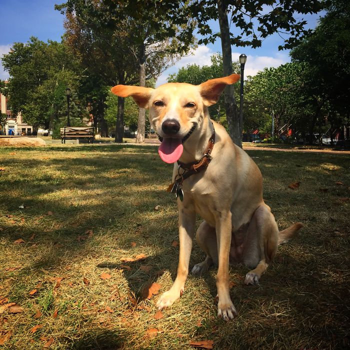 perros-sonrientes (2)