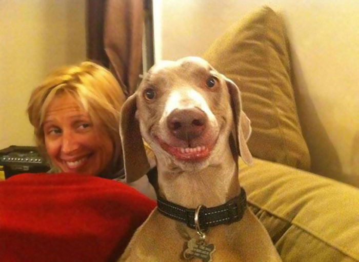 perros-sonrientes (5)