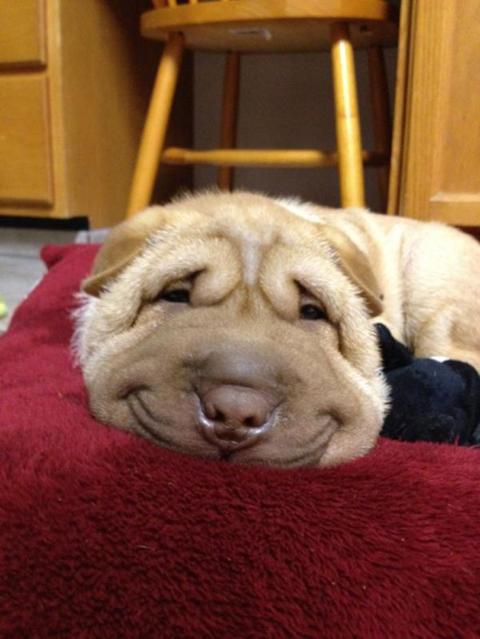 perros-sonrientes (6)
