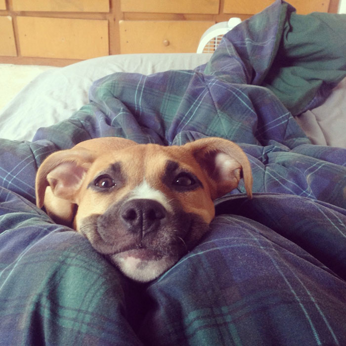 perros-sonrientes (8)