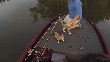 pescadores-rescatan-gatos-agua-jason-frost-brandon-key (1)