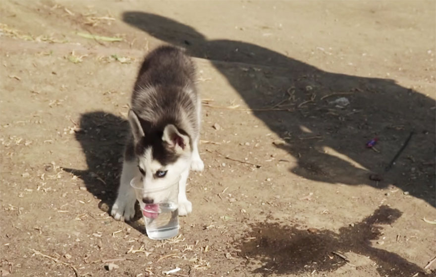 refugiado-sirio-aslan-viaje-grecia-perro-rose (2)