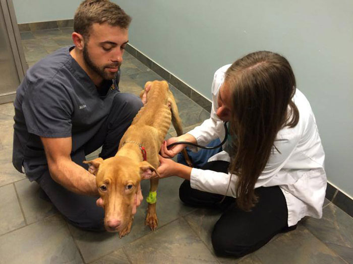 transformacion-perros-desnutridos-rescatados-trio-animal (1)