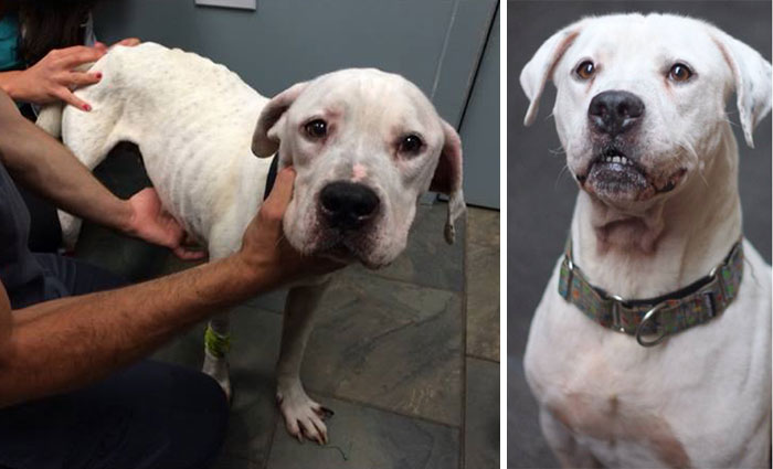 transformacion-perros-desnutridos-rescatados-trio-animal (2)