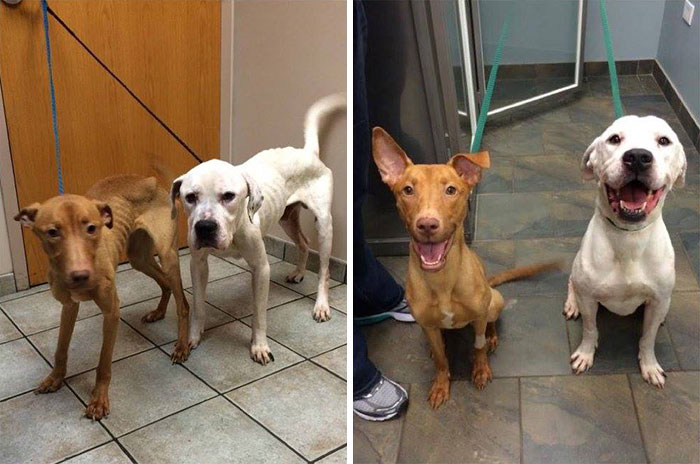 transformacion-perros-desnutridos-rescatados-trio-animal (6)