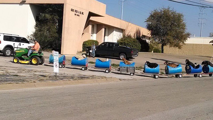tren-tractor-perros-callejeros-rescatados-eugene-bostick (2)