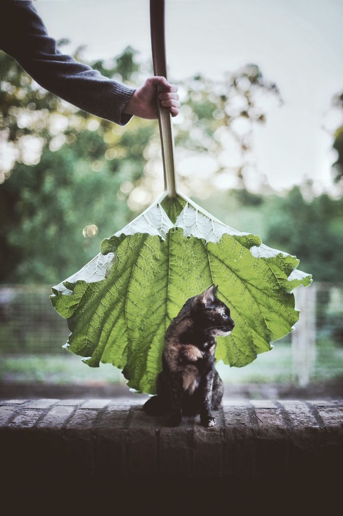 Un verano con mi gato: Por qué no hay que dejar al gato en casa durante las vacaciones