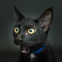 lola-van-guardia avatar