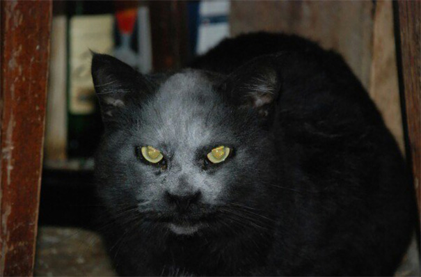 accidente-harina-gato-demonio (2)