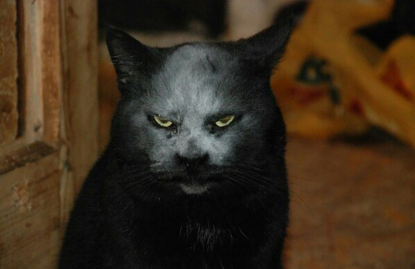 accidente-harina-gato-demonio (3)