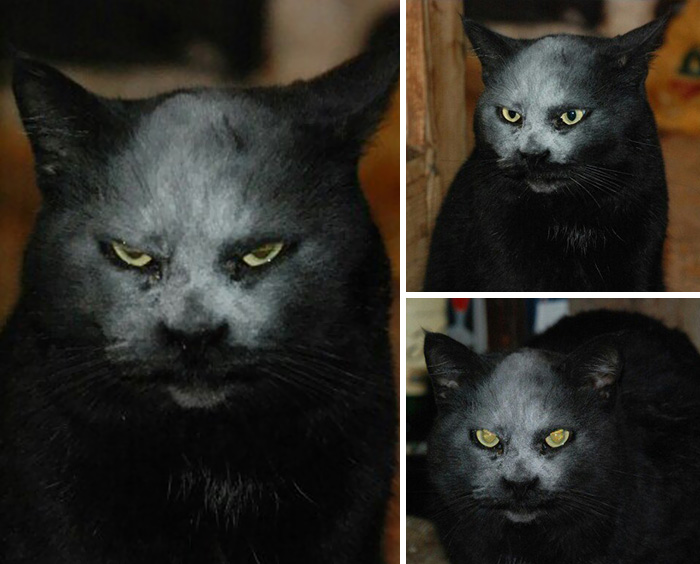 Este gato quedó cubierto de harina y ahora parece un demonio