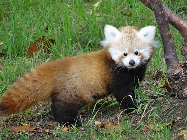 bebes-animales-2 (1)