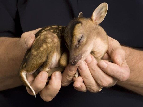 bebes-animales-2 (10)
