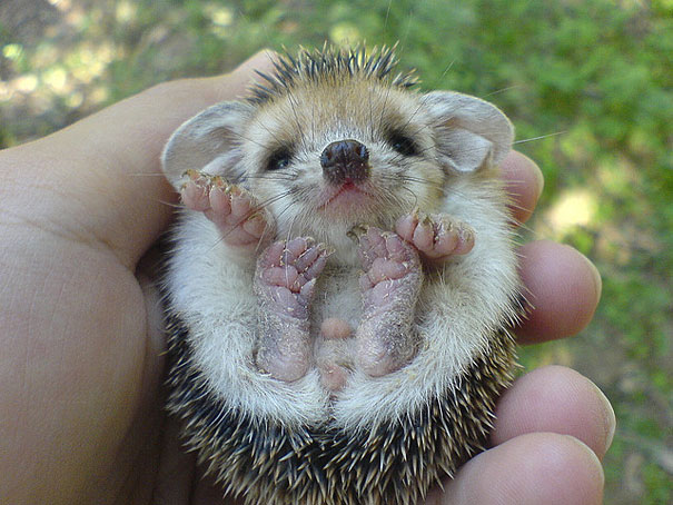 bebes-animales-2 (11)
