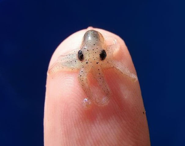 bebes-animales-2 (12)