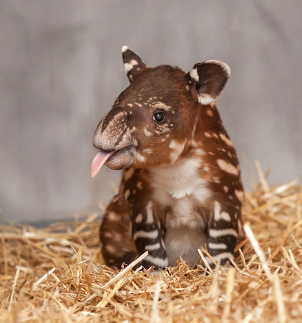 bebes-animales-2 (15)