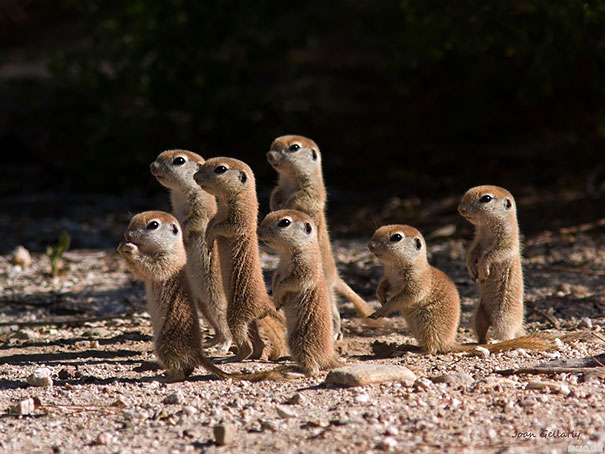bebes-animales-2 (16)