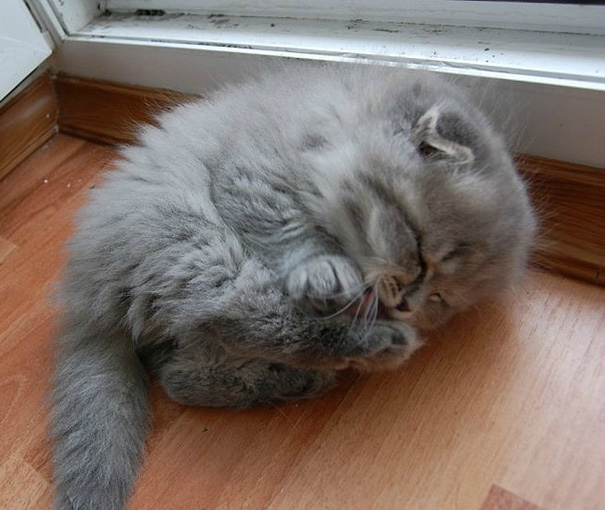 bebes-animales-2 (17)