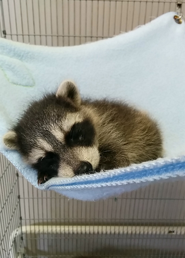 bebes-animales-2 (18)
