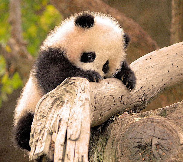 bebes-animales-2 (2)