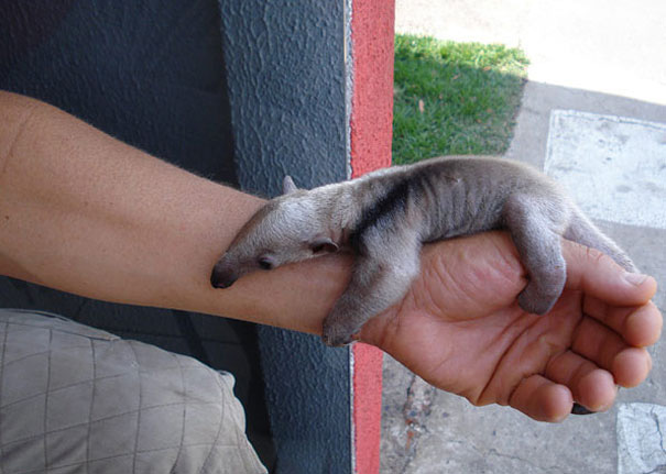 bebes-animales-2 (20)
