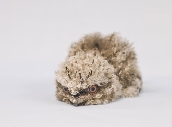 bebes-animales-2 (4)