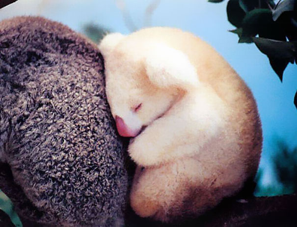 bebes-animales-2 (5)