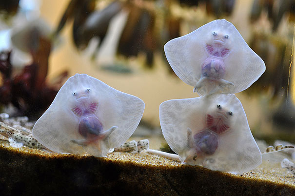 bebes-animales-2 (7)