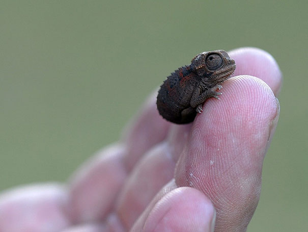 bebes-animales-2 (8)