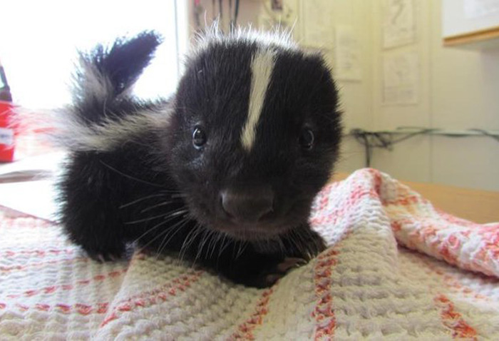 20 De las más adorables crías animales de todos los tiempos