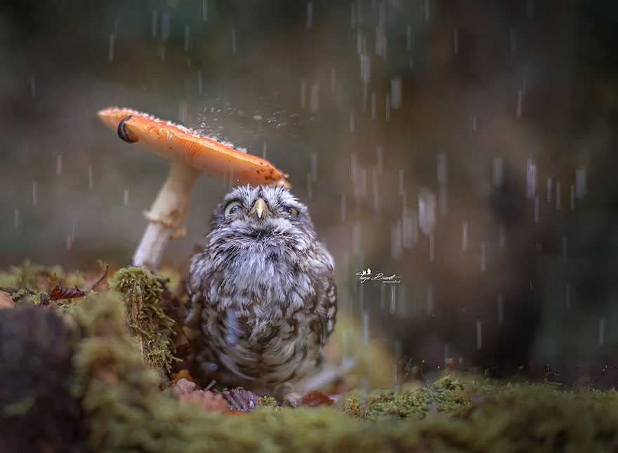 buho-setas-tanja-brandt (1)
