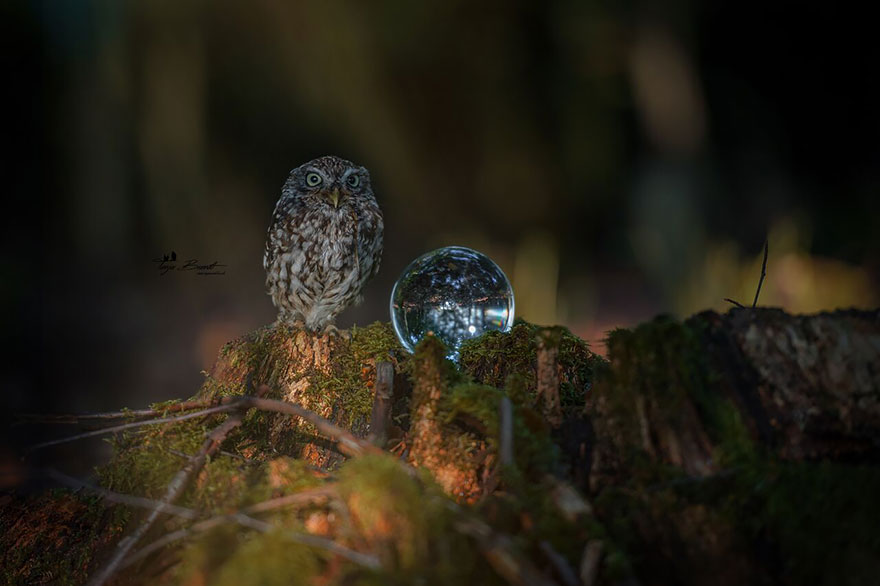 buho-setas-tanja-brandt (10)