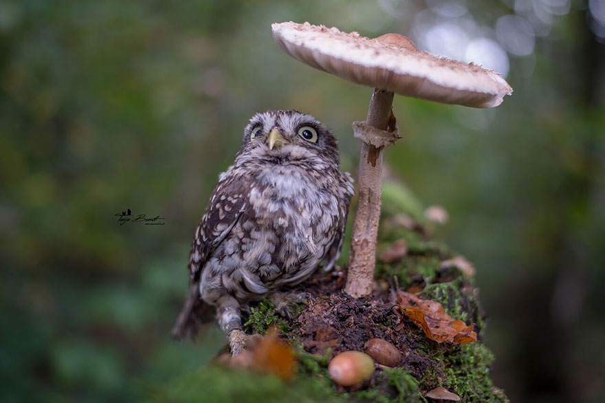 buho-setas-tanja-brandt (11)