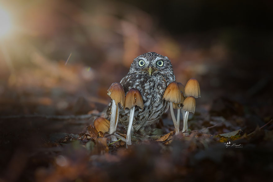buho-setas-tanja-brandt (2)