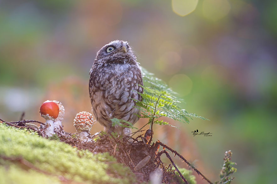 buho-setas-tanja-brandt (3)