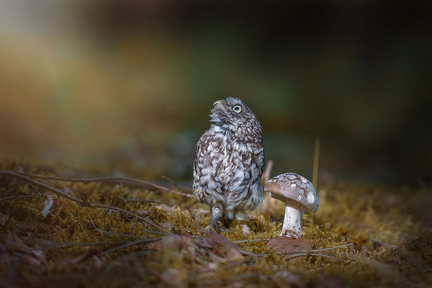 buho-setas-tanja-brandt (4)