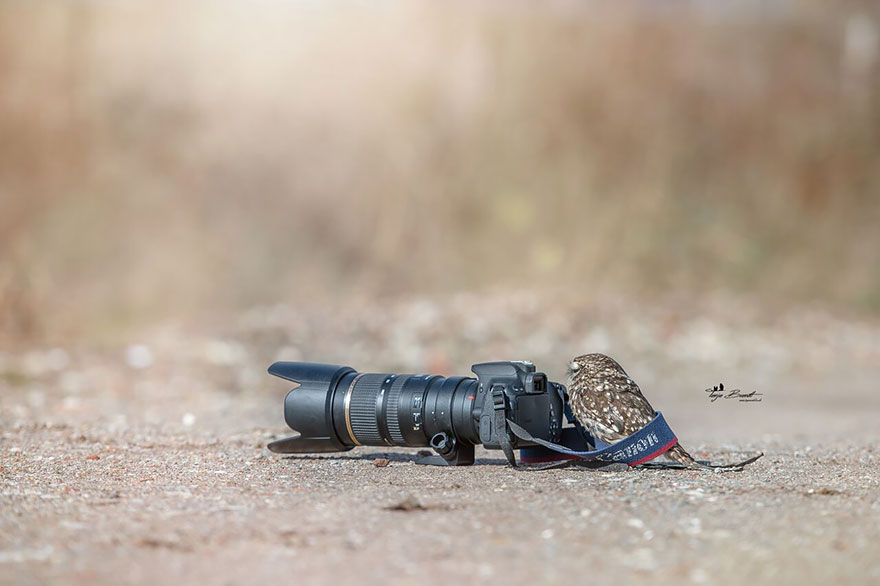 buho-setas-tanja-brandt (8)