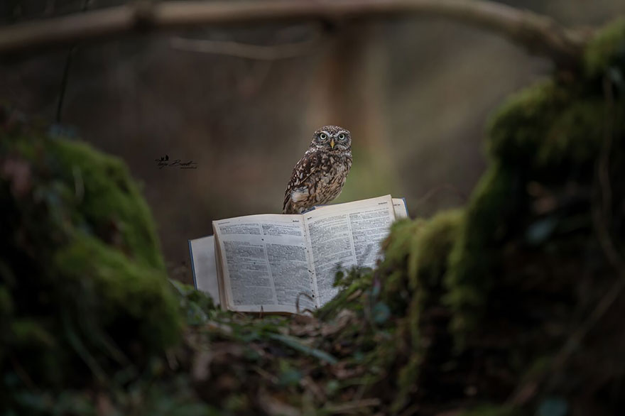 buho-setas-tanja-brandt (9)