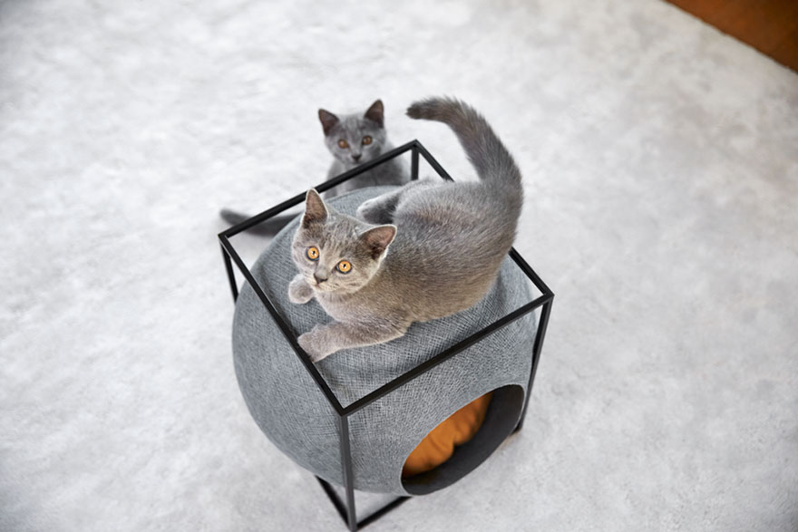 capsula-gatos-meyou-sanchez-gadenne (8)