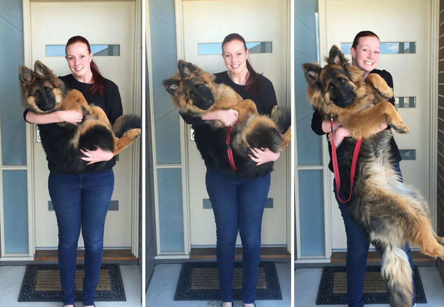 crecimiento-perro-nasra-8-meses-alex-dennison-ashley-lewis (6)