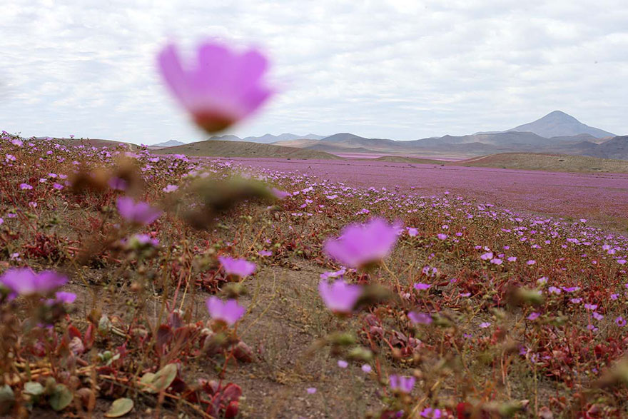 florecimiento-desierto-atacama-chile (1)