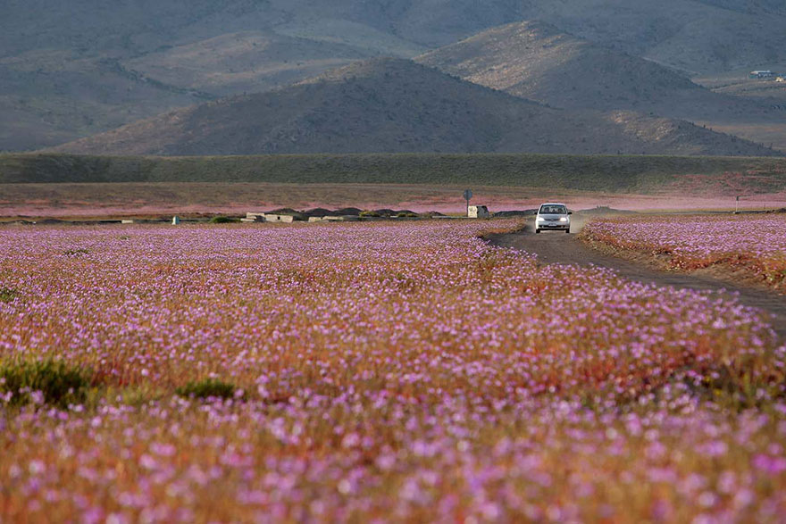 florecimiento-desierto-atacama-chile (2)