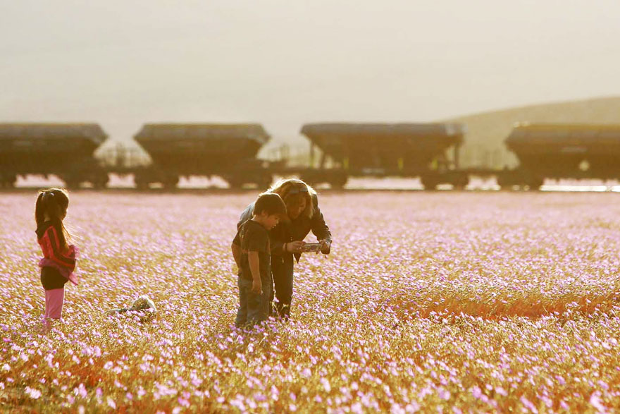 florecimiento-desierto-atacama-chile (3)