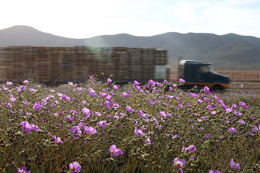 florecimiento-desierto-atacama-chile (4)